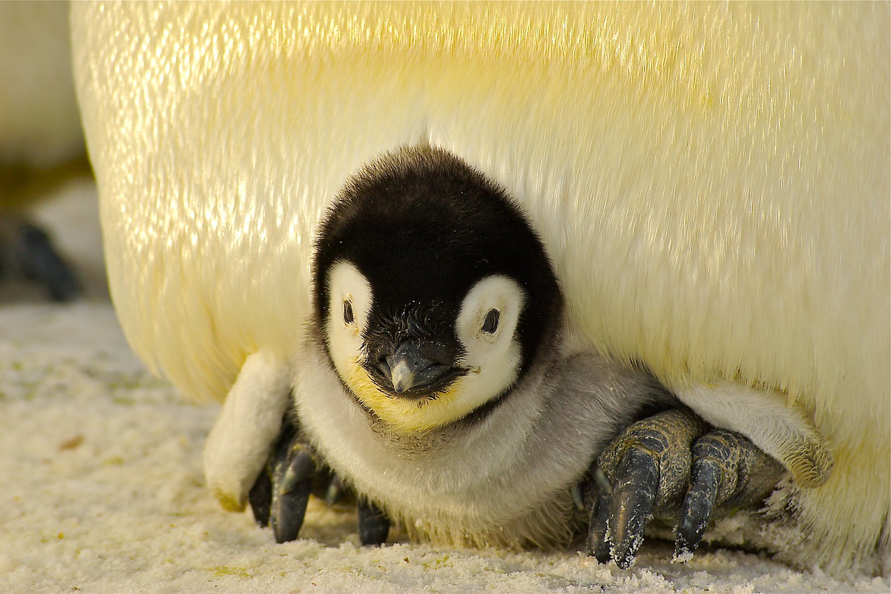Baby Penguin.jpg